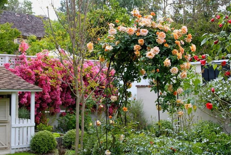 Розы в саду ландшафтный дизайн 
